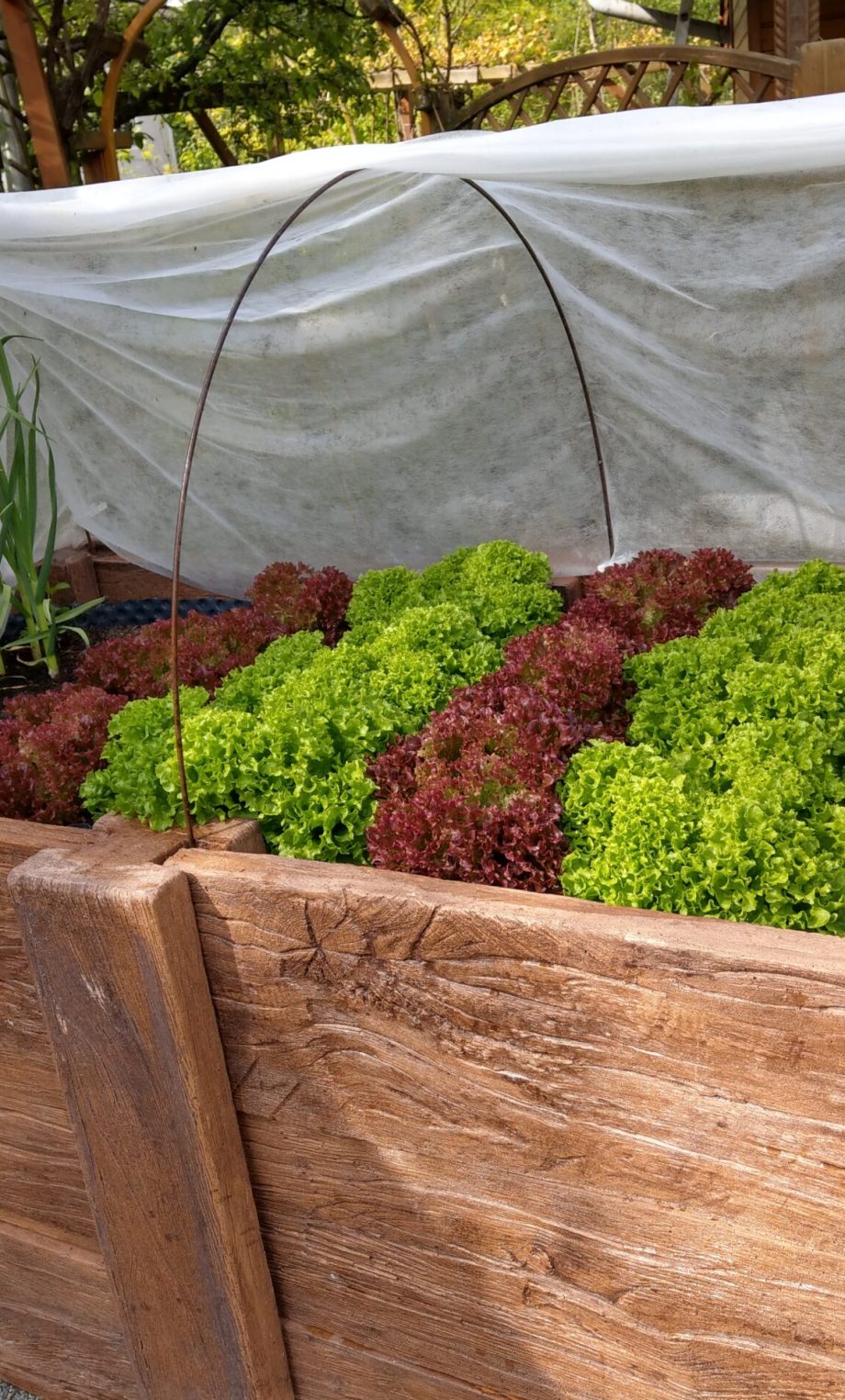 high-angle-view-vegetables-container high-angle-view-vegetables-container