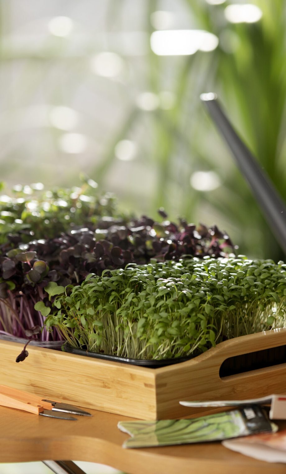 plants-grown-cultivated-indoors plants-grown-cultivated-indoors